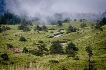 Grüne Landschaft in den Bergen