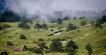 Grüne Landschaft in den Bergen