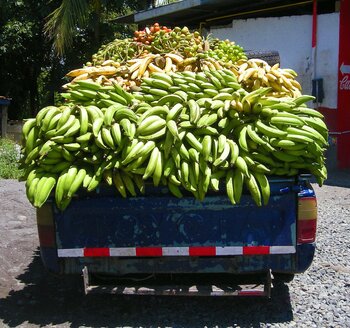 Bananenanbau in Panama