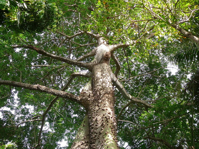 Kapokbaum in Panama