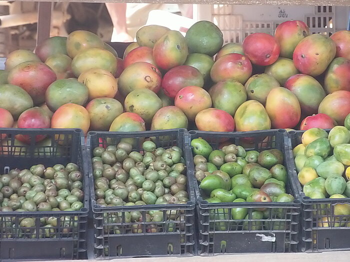 Mangos in Honduras