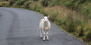 Schaf in Irland