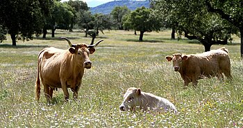 Kühe in der Extramadura
