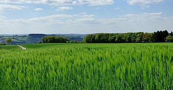 Gerstefeld in Luxemburg