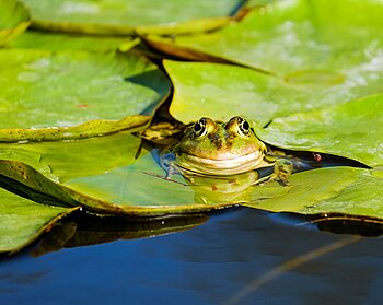 Teichfrosch