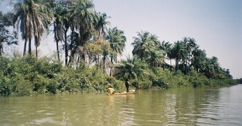 Fluss Gambia bei Janjanbureh Island