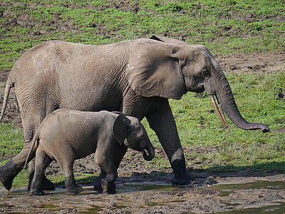 Zentralafrikanische Republik Tiere