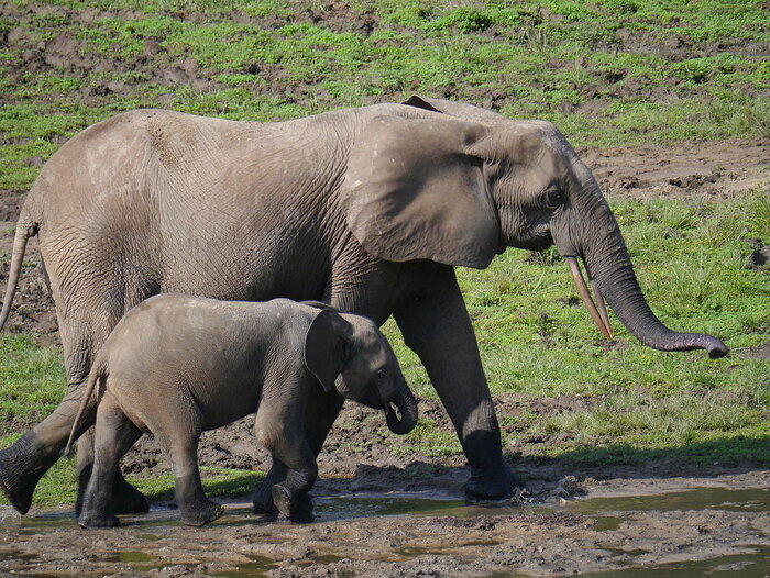 Waldelefanten in der Zentralafrikanischen Republik
