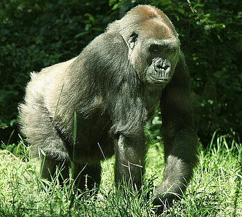 Westlicher Flachlandgorilla in der Zentralafrikanischen Republik