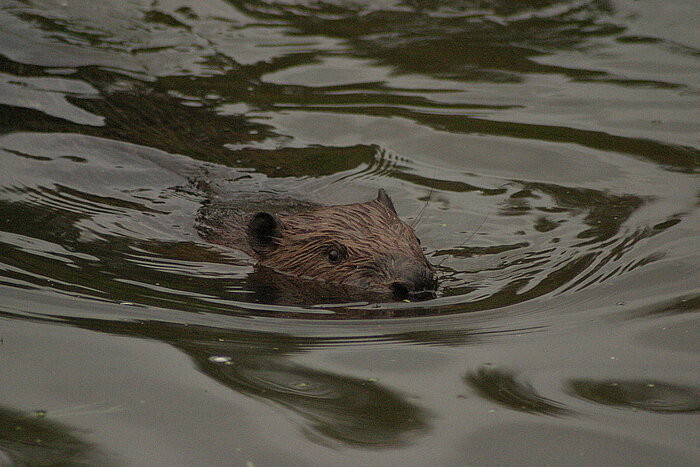 Biber im Wasser