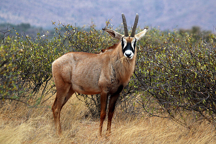 Pferdeantilope