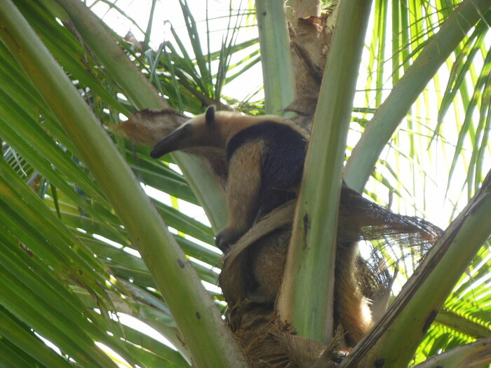 Nördlicher Tamandua in Costa Rica