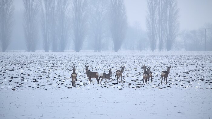 Rehe im Winter