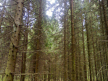 Wald in Lettland