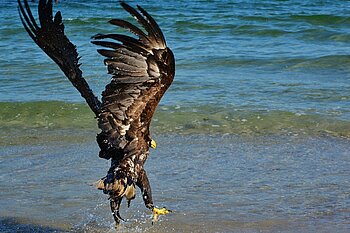 Seeadler an der Ostsee