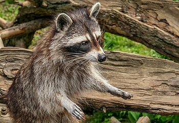 Wildtiere Berlin