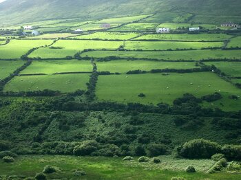 Wald und Wiesen in Irland