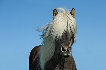 Islandpony