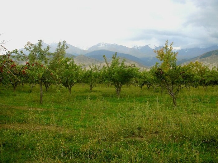 Apfelbäume in Kirgisistan