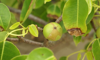Frucht des Manchinelbaums