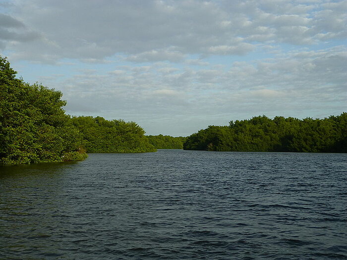 Caroni Swamp in Trinidad