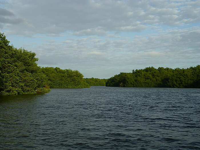 Caroni Swamp in Trinidad