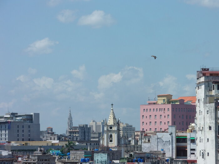 Pelikan über Havanna