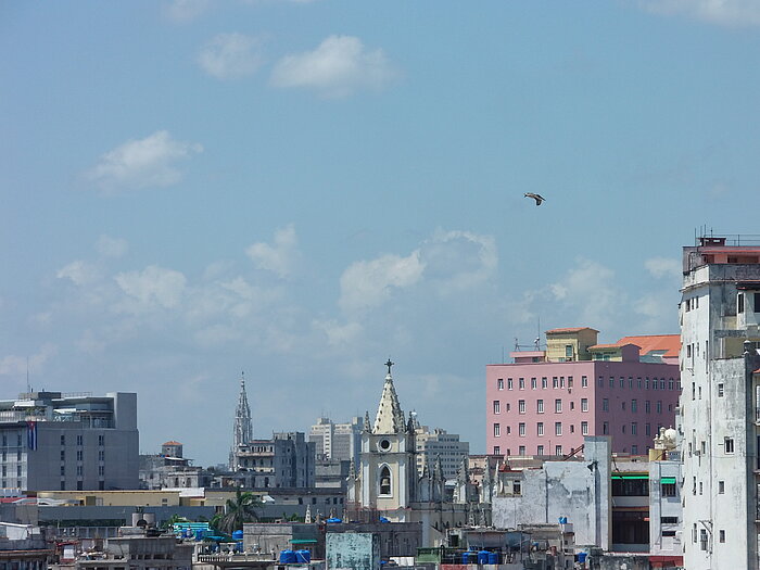 Pelikan über Havanna