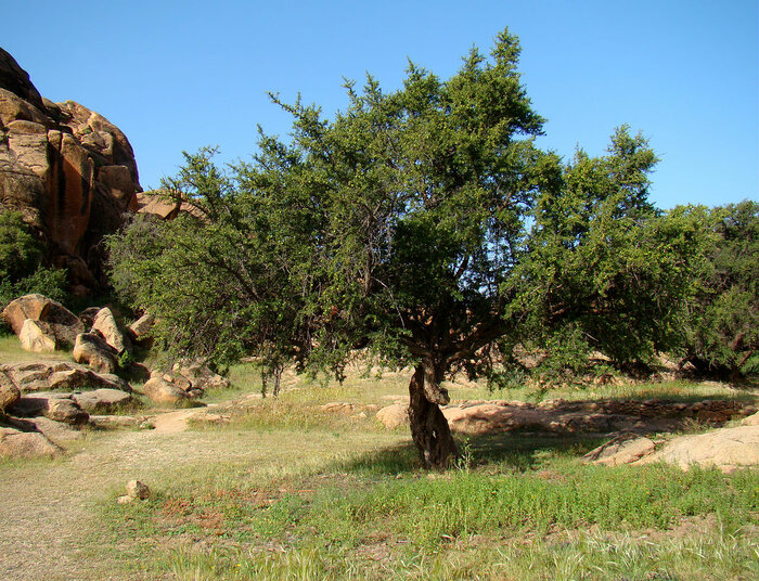 Arganbaum in Marokko