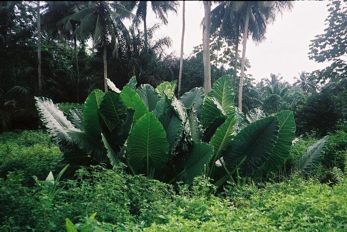 Natur auf São Tomé und Príncipe