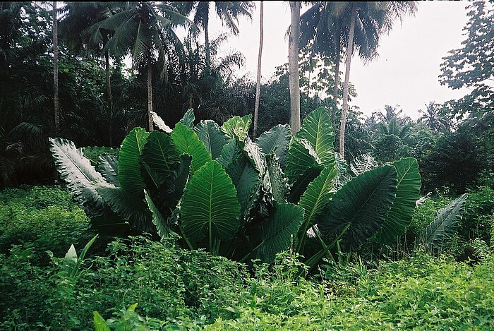 Natur auf São Tomé und Príncipe