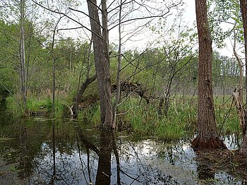 Naturschutzgebiet Teufelsbruch