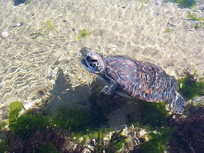 Suppenschildkröte in Uruguay