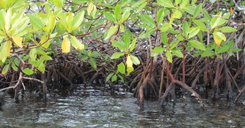 Panama Vegetation: Mangrovensumpf