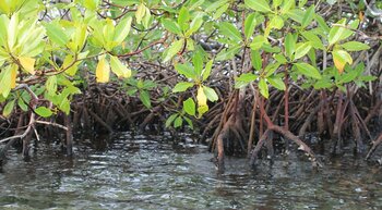 Mangrovensumpf in Panama