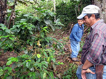 Kaffeeanbau in Nicaragua