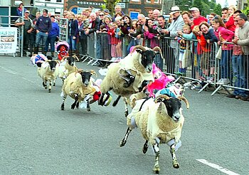 Schafrennen in Schottland