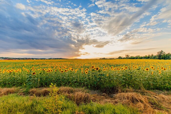 Sonnenblumen in Ungarn