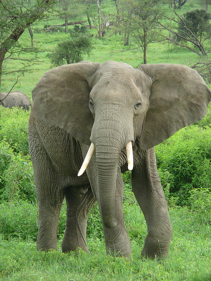 Afrikanischer Elefant