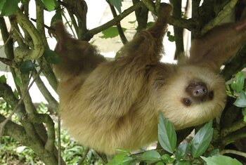 Tierbegegnung in Costa Rica