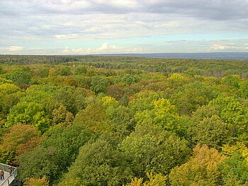 Blick auf Baumkronen des südlichen Hainich