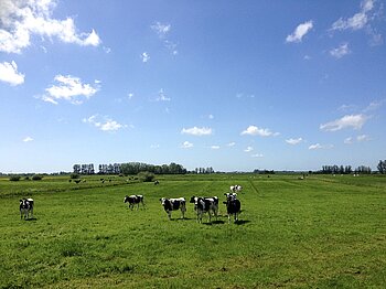 Als Weide genutzes Grünland in Schleswig-Holstein