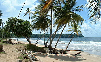 Trinidad und Tobago Klima Kokosnusspalmen am Mayaro Beach, Trinidad und Tobago