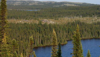 Natur in Kanada: Taiga-Landschaft in Quebec