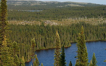 Taiga-Landschaft in Quebec