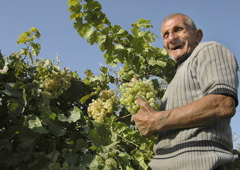 Weintraubenernte in Armenien
