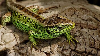 Berlin Reptilien