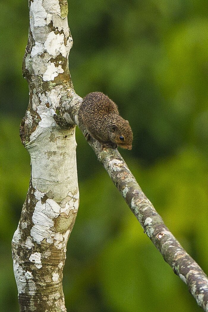 Westafrikanisches Palmenhörnchen im Kakum-Nationalpark in Ghana