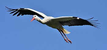 Weißstorch im Flug