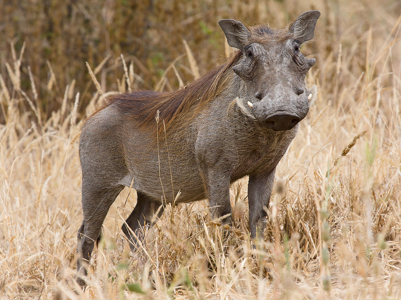 Kinderweltreise ǀ Guinea-Bissau - Tiere &amp; Pflanzen